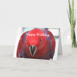 Perroquet d'Eclectus de carte d'anniversaire