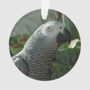 Perroquet fini de gris africain