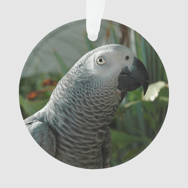 Perroquet fini de gris africain (devant)