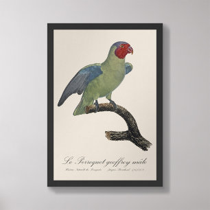 Perroquet geoffroy male / Red cheeked Parrot  Photo Print