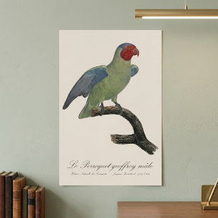 Perroquet geoffroy male / Red cheeked Parrot  Poster