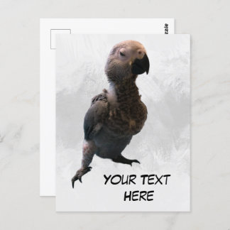 Perroquet gris africain, carte postale