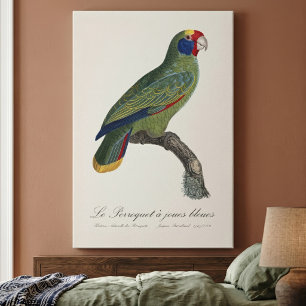 Perroquet  joues bleues / Red-tailed amazon  Canvas Print