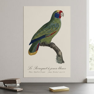 Perroquet  joues bleues / Red-tailed amazon  Poster
