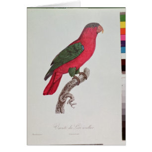 Perroquet : Lory ou colleté