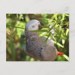 perroquet postcard