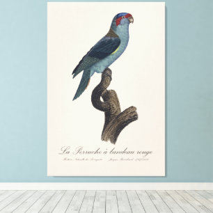 Perruche a bandeau rouge / Musk Lorikeet Canvas Print