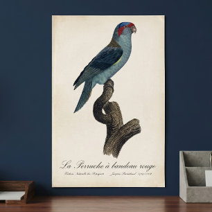 Perruche a bandeau rouge / Musk Lorikeet  Poster