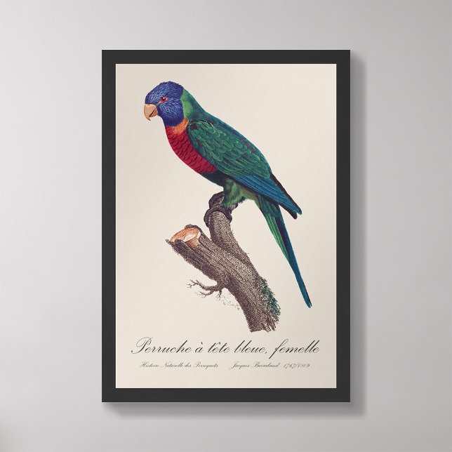 Perruche a tete bleue, femelle / Rainbow lorikeet, Photo Print (Creator Uploaded)