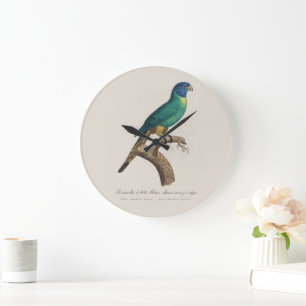 Perruche a tete bleue / Rainbow lorikeet, juvenile Large Clock