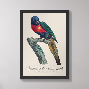 Perruche a tete bleue / Rainbow lorikeet Photo Print