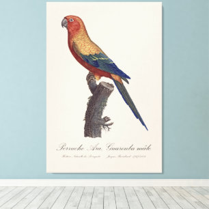 Perruche Ara, Guarouba / Sun parakeet Canvas Print