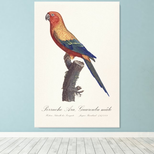 Perruche Ara, Guarouba  / Sun parakeet  Canvas Print (Insitu(Wood Floor))