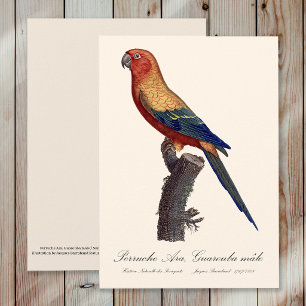 Perruche Ara, Guarouba  / Sun parakeet  Thank You Card