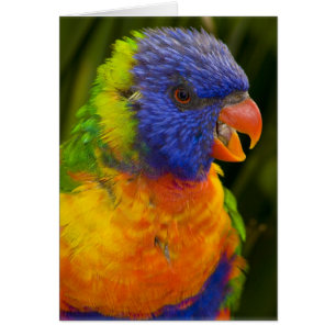 Perruche colorée