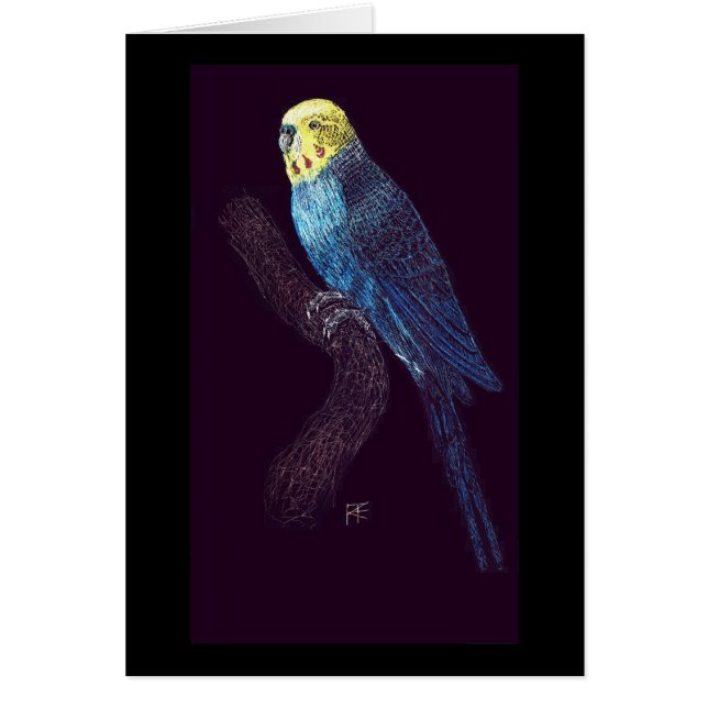 Perruche en couleurs (Devant)