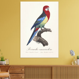 Perruche omnicolore / Eastern rosella Canvas Print