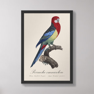 Perruche omnicolore / Eastern rosella Photo Print