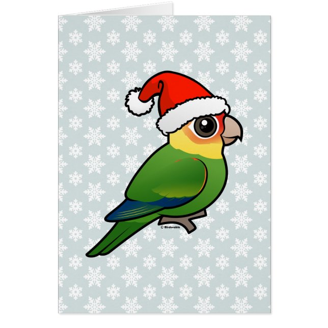 Perruche père Noël Carolina (Devant)