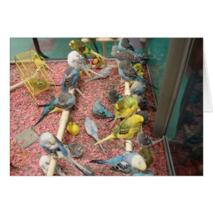 Perruches