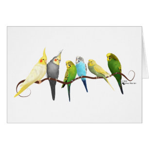 Perruches et Cockatiels !