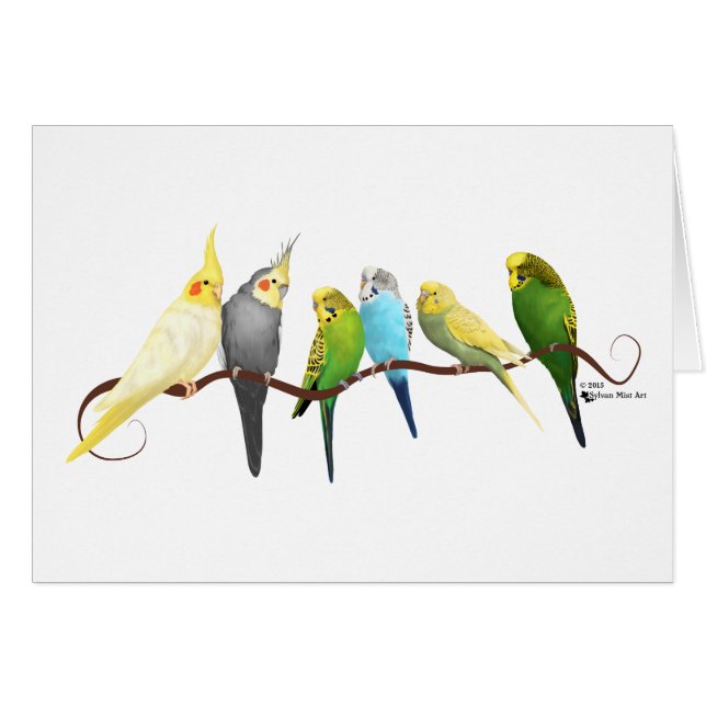 Perruches et Cockatiels ! (Devant horizontal)