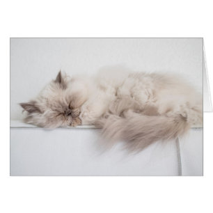 Persian Cat