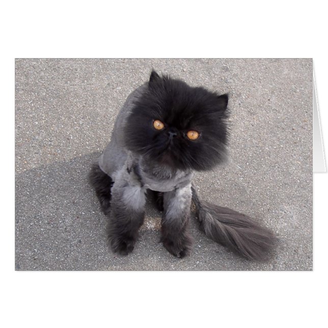 Persian Cat  (Front Horizontal)