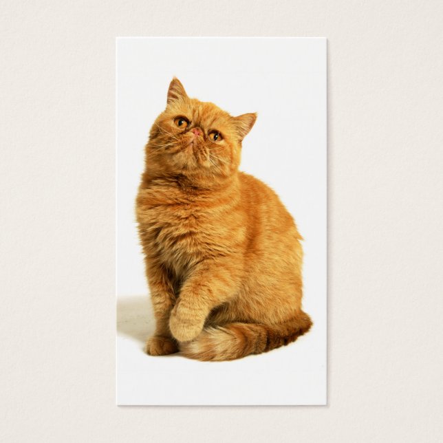Persian cat (Front)