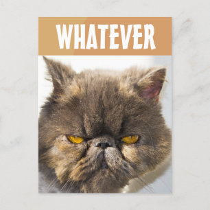 PERSIAN CAT FUNNY GRUMPY POSTCARD