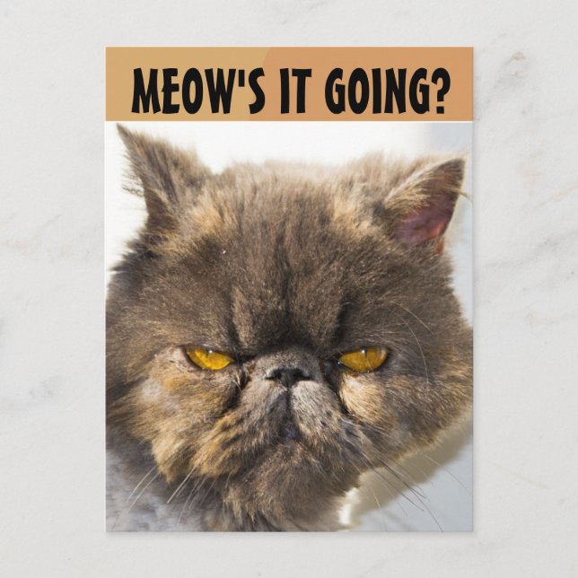 PERSIAN CAT FUNNY POSTCARD (Front)