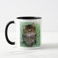 Persian cat; is one of the oldest breeds of cat.