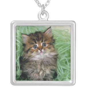 Persian cat; is one of the oldest breeds of cat. silver plated necklace
