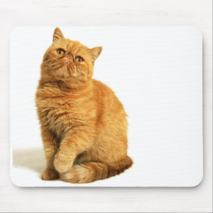Persian cat mouse pad