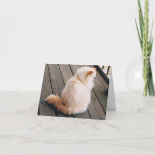 Persian Cat Note Card