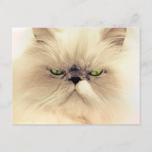 Persian Cat Postcards