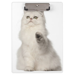 Persian cat sitting clipboard