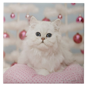 Persian cat sitting on pink pillow tile