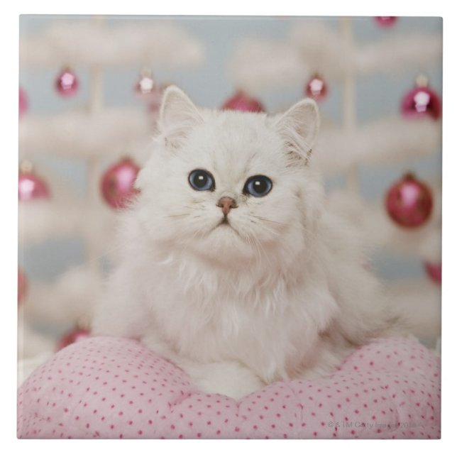 Persian cat sitting on pink pillow tile (Front)