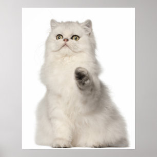 Persian cat sitting poster