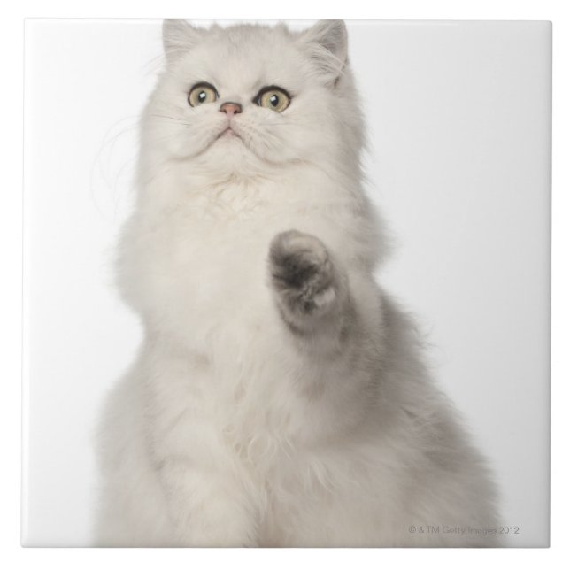 Persian cat sitting tile (Front)