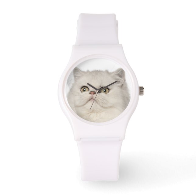 Persian cat sitting watch (Front)