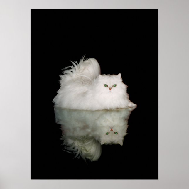 Persian Cat with Jade Green Eyes Poster (Front)