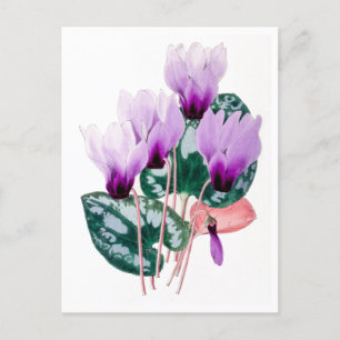 Persian Cyclamen Vintage Botanical Postcard