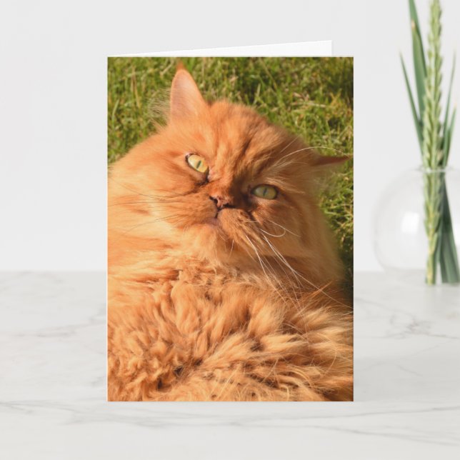 PERSIAN GINGER CAT FUNNY BIRTHDAY CARD (Front)