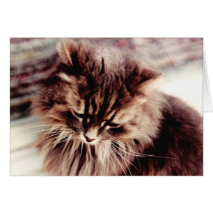 Persian Grey Cat
