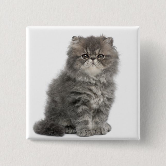 Persian Kitten (2 months old) sitting 2 Inch Square Button (Front)