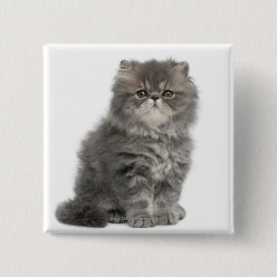 Persian Kitten (2 months old) sitting 2 Inch Square Button