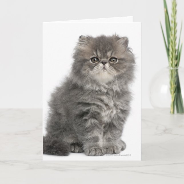 Persian Kitten (2 months old) sitting Card (Front)