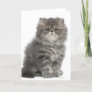 Persian Kitten (2 months old) sitting Card